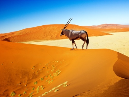 Wüste Namib