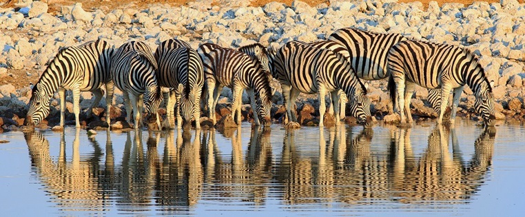Zebra am Wasserloch im Etosha Nationalpark | ADAC Hansa e.V.