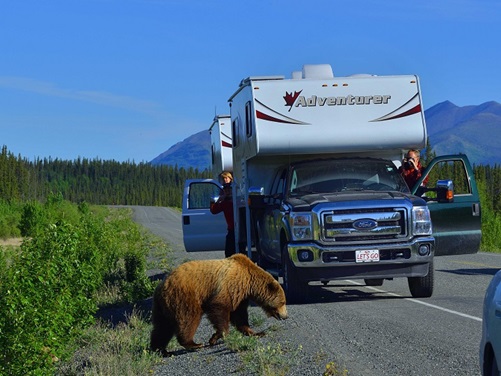 Begegnung mit einem Bären auf Camperreise durch Yukon, Alaska | ADAC Hansa e.V.