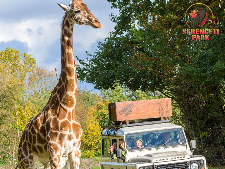 Giraffe und Jeep im Serengetipark Hodenhagen