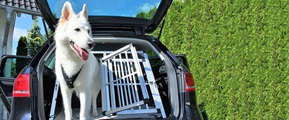 Weißer Schäferhund steht im offenen Kofferraum eines Autos