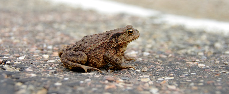 Kröte auf der Straße
