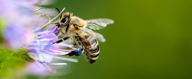 Biene auf einer Blüte