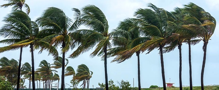 Palmen im Wind an Strand von Florida