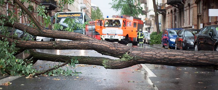 Umgestürzter Baum auf Straße