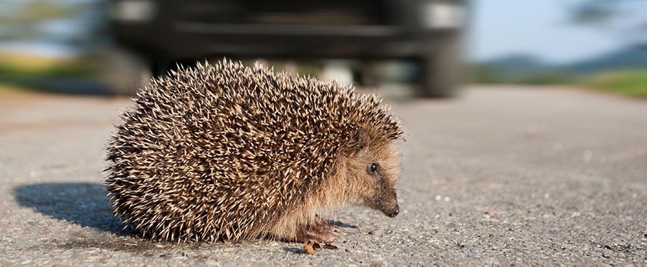 Igel auf der Straße vor einem Auto