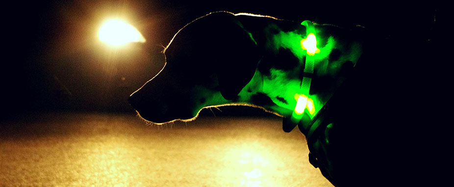 leuchthalsband hund test