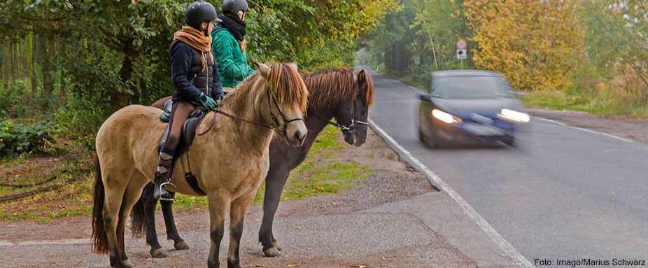 Pferde im Straßenverkehr ADAC