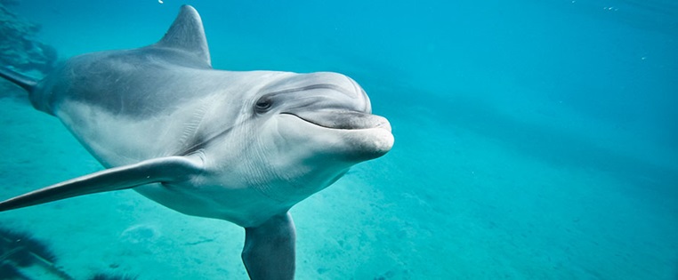 Tierisches Israel Schwimmen Mit Delfinen In Eilat Adac Reisemagazin