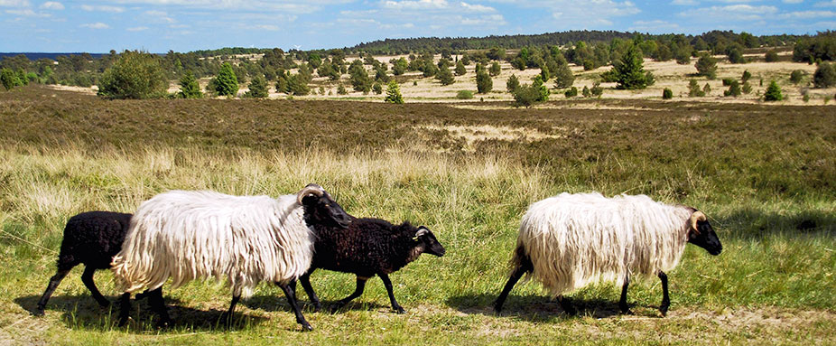 Urlaub zu Hause in der Lüneburger Heide