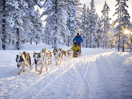 Huskyschlitten in Lappland