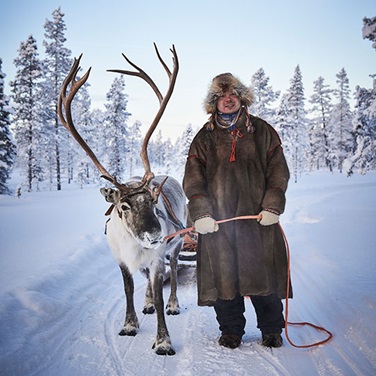 Rentier in Lappland