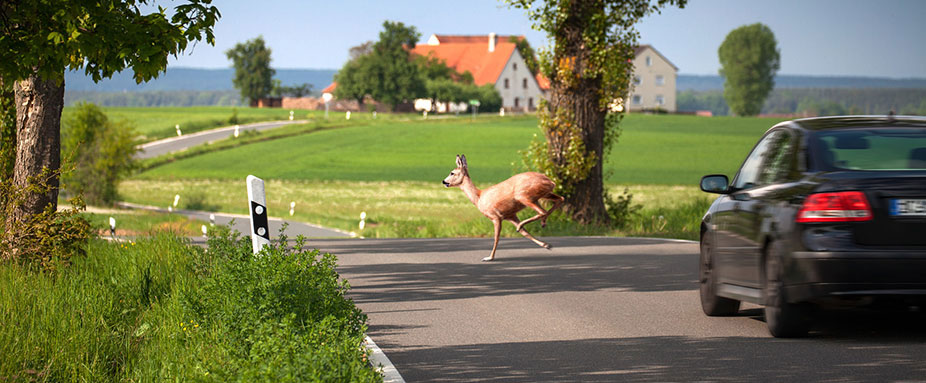 reh läuft vor ein auto auf die strasse 