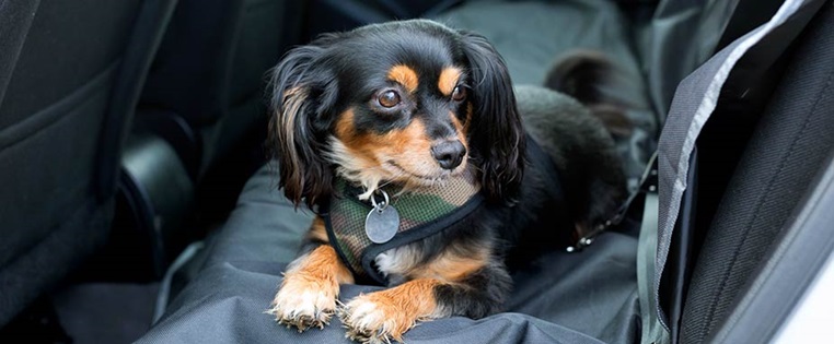 Sicherungspflicht Fur Hunde Partner Hund Magazin