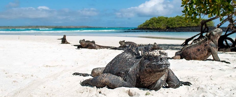 Zwei riesige Echsen am Strand einer Galapagos-Insel