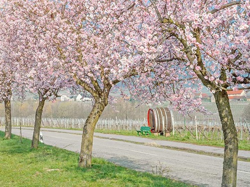 Mandelblüte