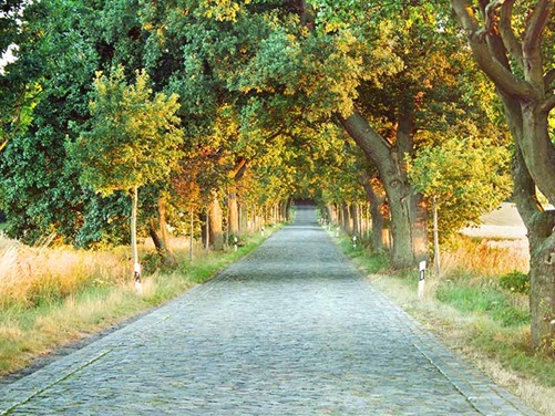 Alleenstraße auf Rügen