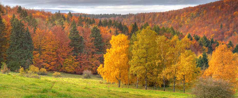 Thüringer Wald
