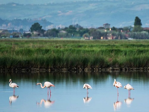 Flamingos im Po Delta Park