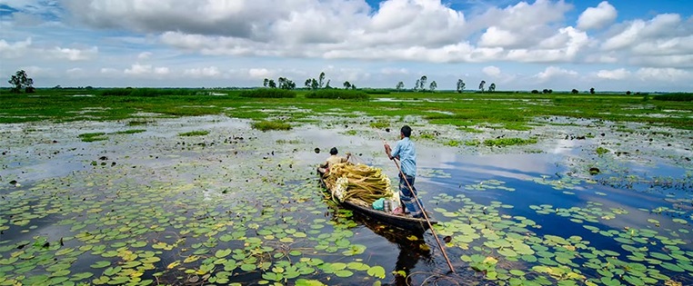 Blütensammler im Feuchgebiet nahe Dhaka in Bagladesh