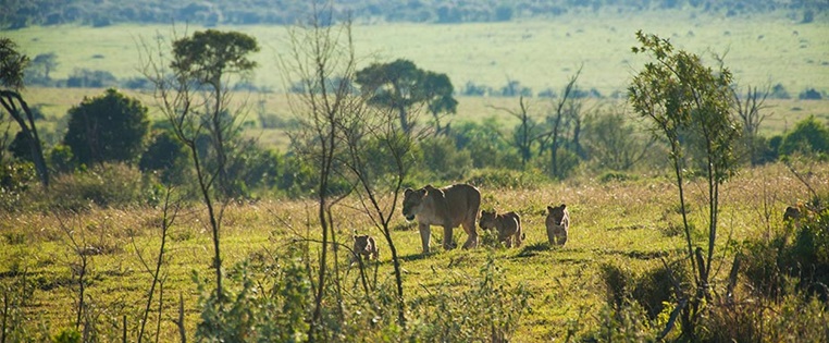 Löwen-Familie in einem Nationalpark in Burkina Faso