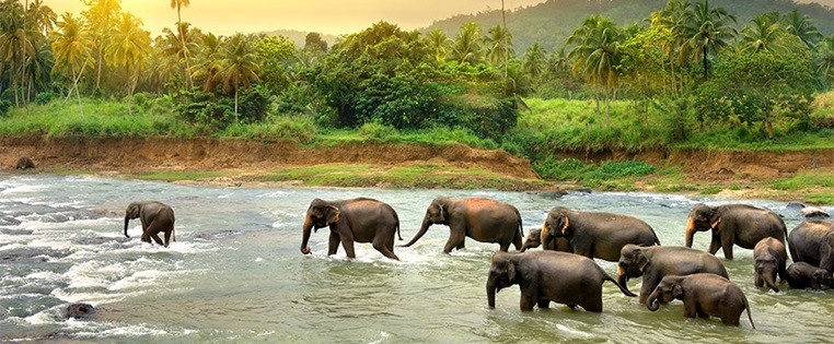 Elefanten durchqueren Fluss in Sri Lanka