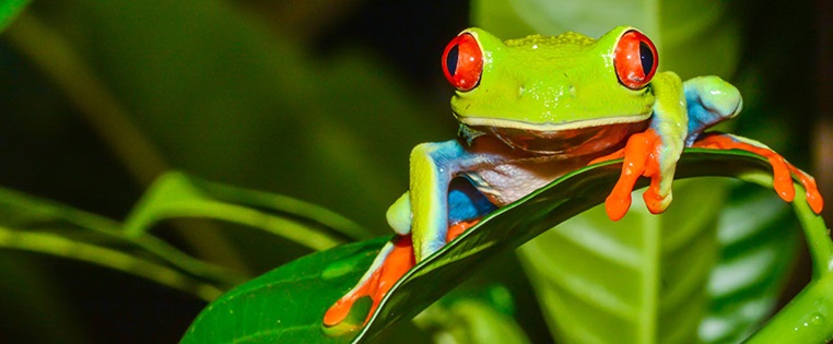 Baumfrosch in Costa Rica