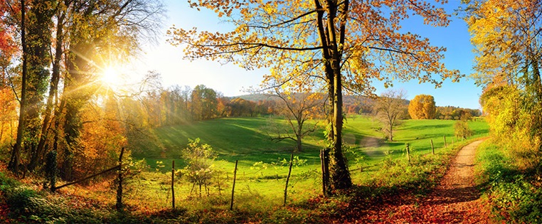 Wald in Deutschland