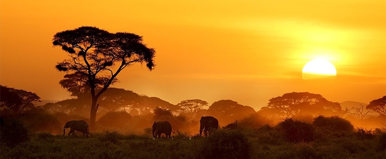 Elefanten bei Sonnenuntergang in Kenia