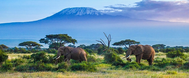 Zwei Elefanten vor dem Kilimanjaro in Tansania