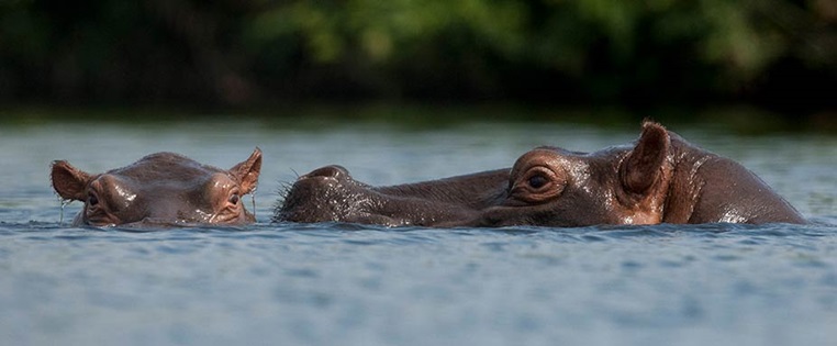 Pflusspferd mit Jungem im Wasser