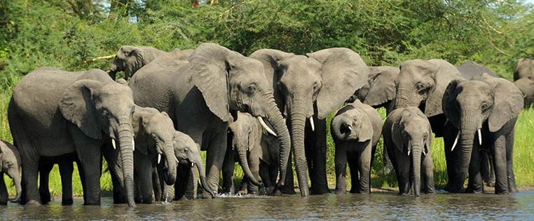 Elefanten trinken an einer Wasserstelle in Malawi