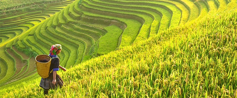 Frau läuft in einem Reisfeld in Vietnam