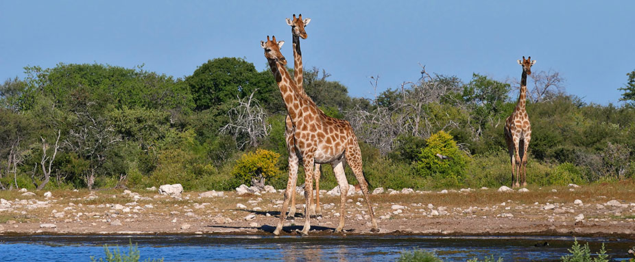 Zwei Giraffen am Namutoni-Wasserloch im Etosha-Nationalpark, Namibia, Afrika