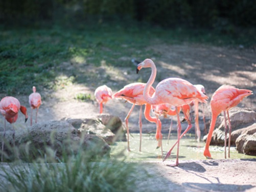 Flamingos