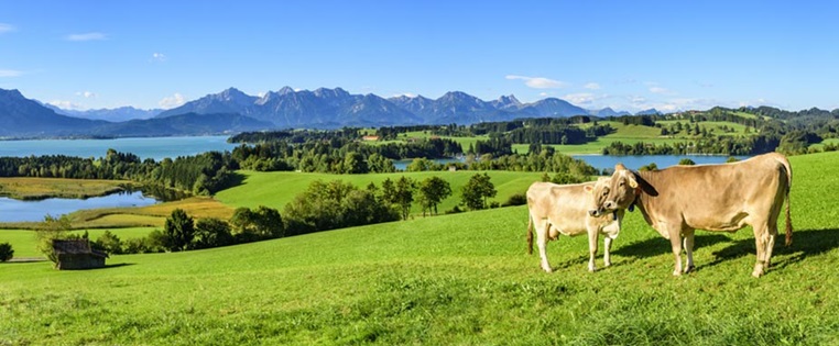 Allgäu Kühe Berge Natur Reise