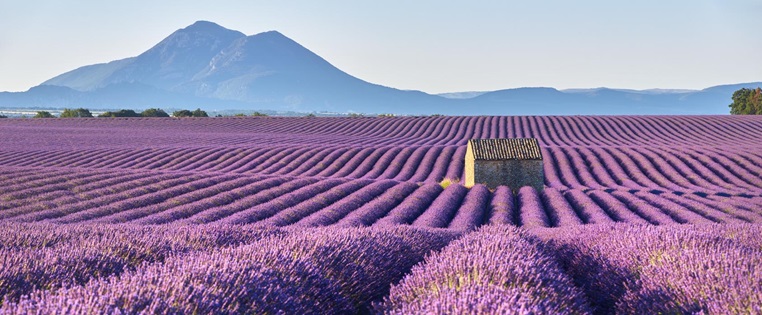 Lavendelfeld in der Provence