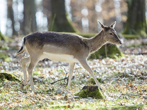 Reh im Wildpark Allensbach