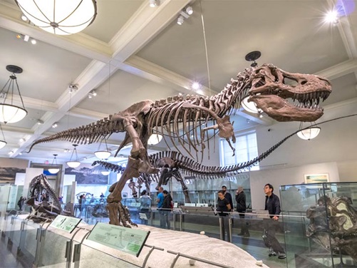 T-Rex im American Museum of Natural History in New York