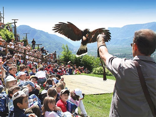 Vogelflugshow im Gufyland auf Schloss Tirol