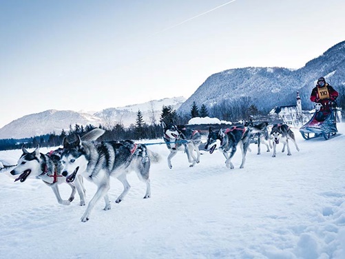 Internationales Schlittenhunde-Camp Pillerseetal