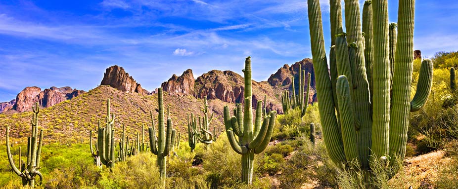 Saguaro Kakteen Utah Arizona