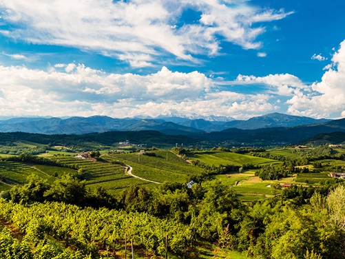 Weinanbau in Colli