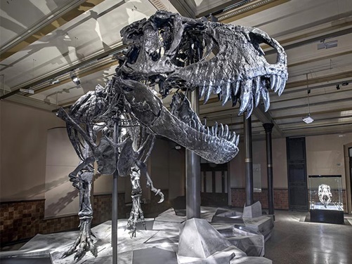 T-Rex im Naturkundemuseum in Berlin