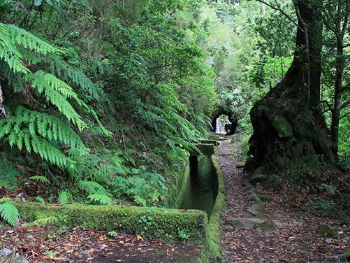 Levada Wandern auf Madeira
