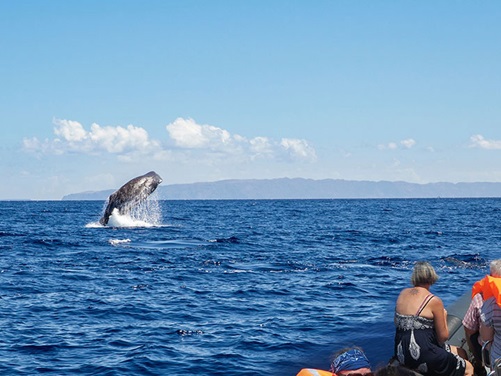Whalewatching vor der Küste Madeiras