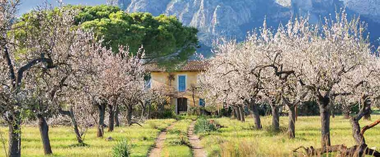 Mandelblüte in Mallorca