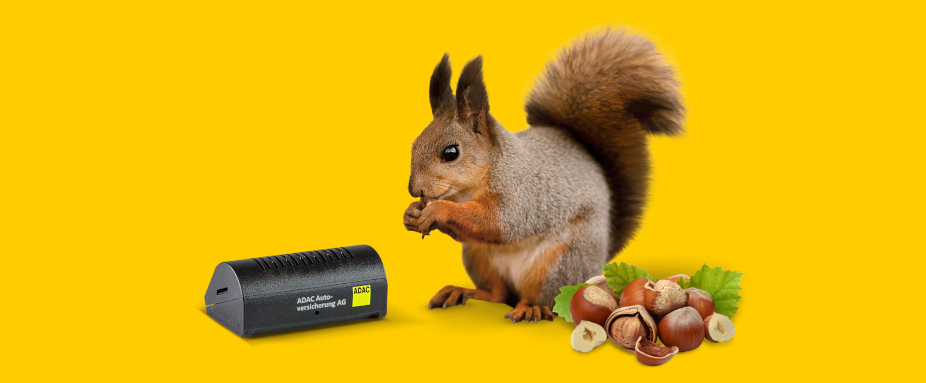 Eichhörnchen mit Nüssen und Drive-Dot - Autoversicherung ADAC