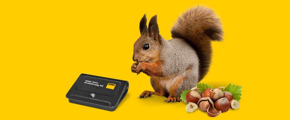 Eichhörnchen sitzt vor gelbem Hintergrund mit Nüssen und Drivedot 