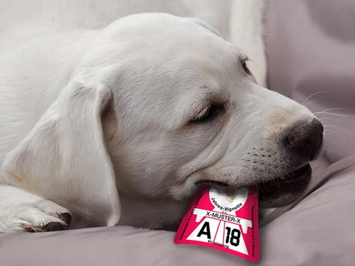 Der Hund war´s